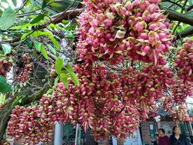 禾雀花