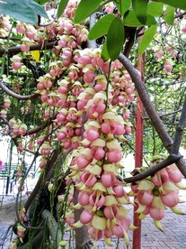 禾雀花