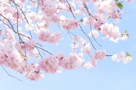粉色樱花