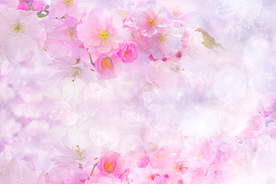 粉色樱花