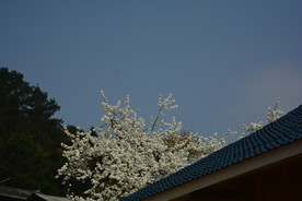 梨花