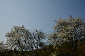梨花