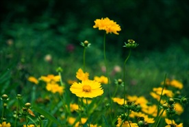 金钱菊