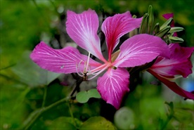 紫金花