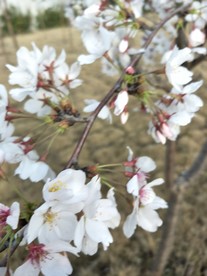 樱花 盛开的樱花 樱花观赏 樱