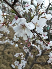 樱花 盛开的樱花 樱花观赏 樱