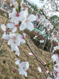 樱花 盛开的樱花 樱花观赏 樱