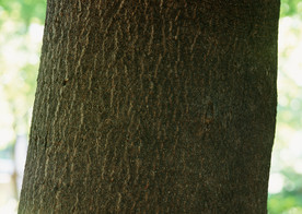 树皮