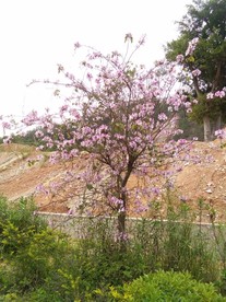 挑花树