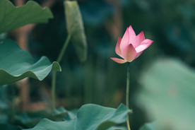 夏荷
