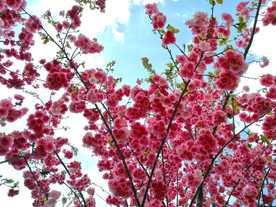 樱花