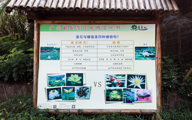 莲花与睡莲的区别
