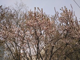 紫叶李