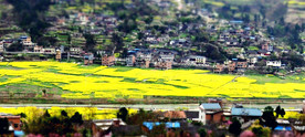 菜花村