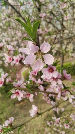 碧桃花