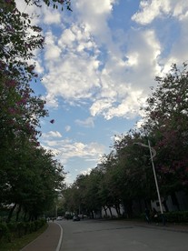 紫荆花开
