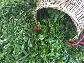六安瓜片 徽六 茶 新茶 春茶