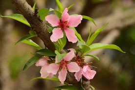 桃花