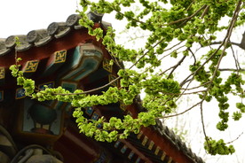 榆钱