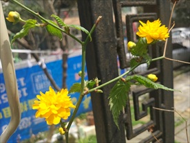 重瓣棣棠花