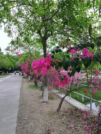 花间小路