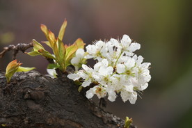 李子花