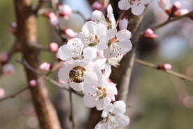 山桃花