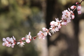 山桃花