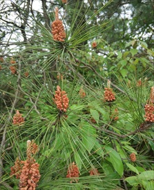 松树花