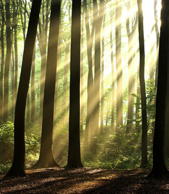 摄影作品光 影 树林 金黄 静