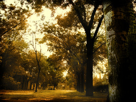 昏黄 色调 树木 小路 园林