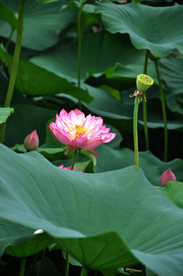 荷花