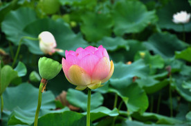 荷花
