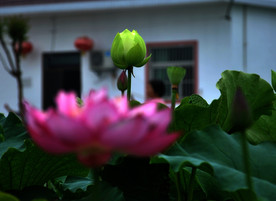 荷花