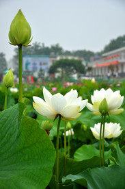 荷花