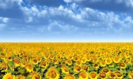 葵花