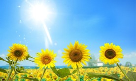 葵花