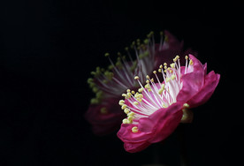 红梅花