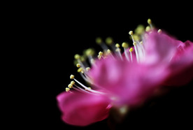 红梅花