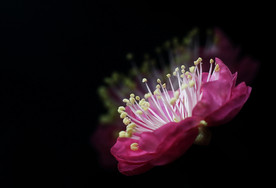 红梅花