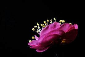 红梅花
