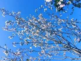 十里樱花
