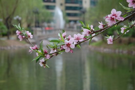 别样桃花