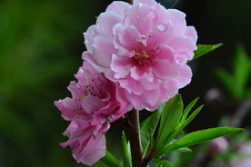 雨露碧桃花儿