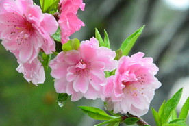 雨露碧桃花儿
