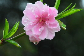 雨露碧桃花儿