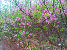 桃花