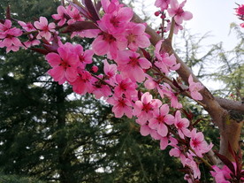 桃花