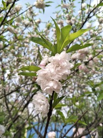 撒金碧桃
