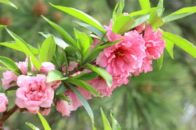 碧桃花儿